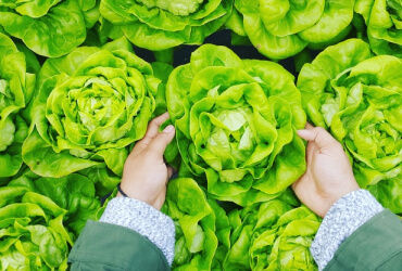 What Is The Ideal Time To Harvest Crops?