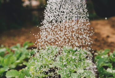 Farming Guideline For All Kinds Of Farms